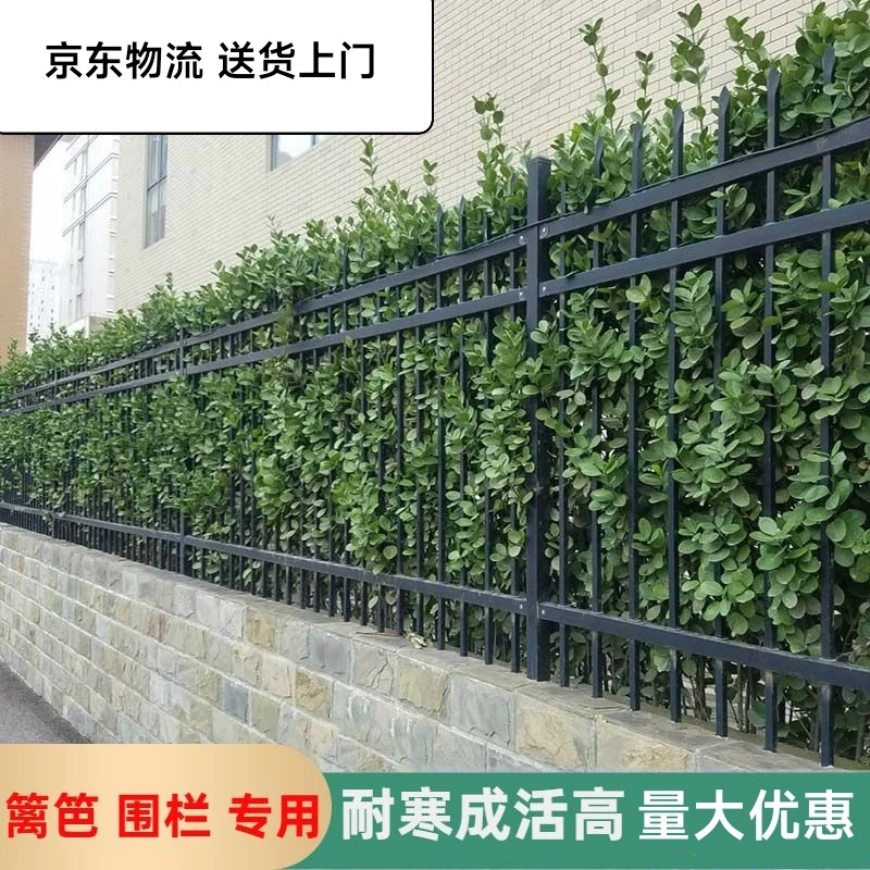 北海道黄杨大叶直立冬青树苗庭院小区绿化篱笆围栏四季常青植物