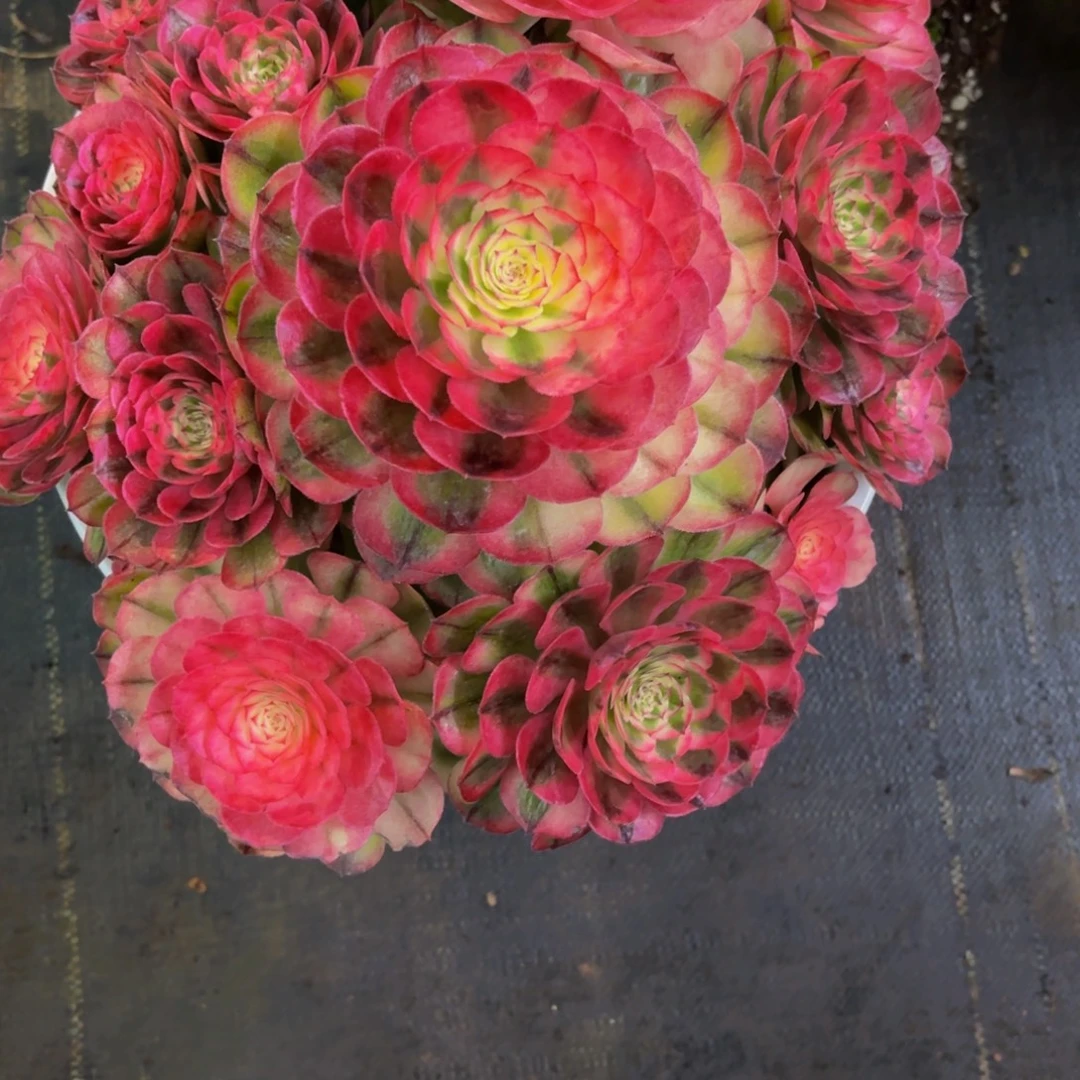 慕***玉084多肉植物荔枝特价