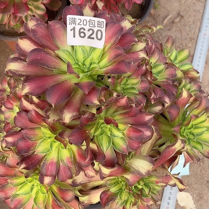 一颗韶华法师1620