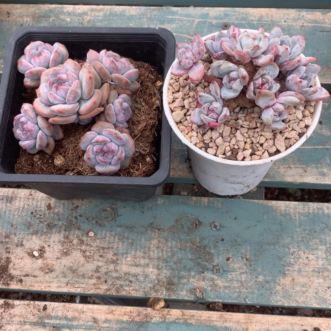 无花朵莓有烦恼花花花花花花花花