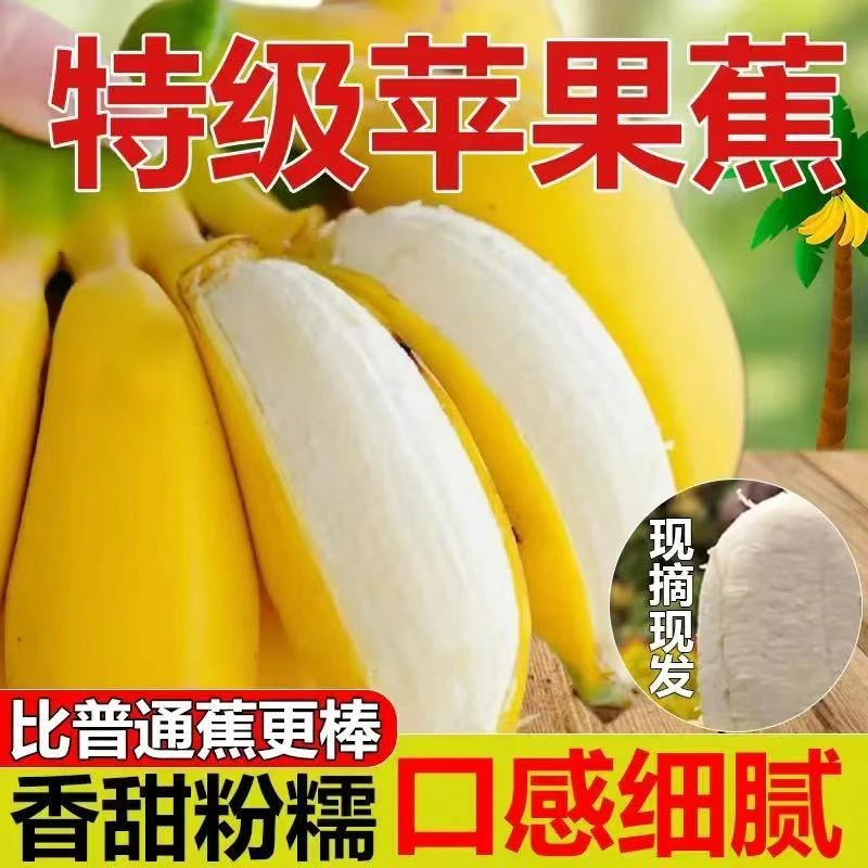 广西苹果蕉产地直发新鲜香蕉香甜应季水果老人孕妇小孩都可以吃