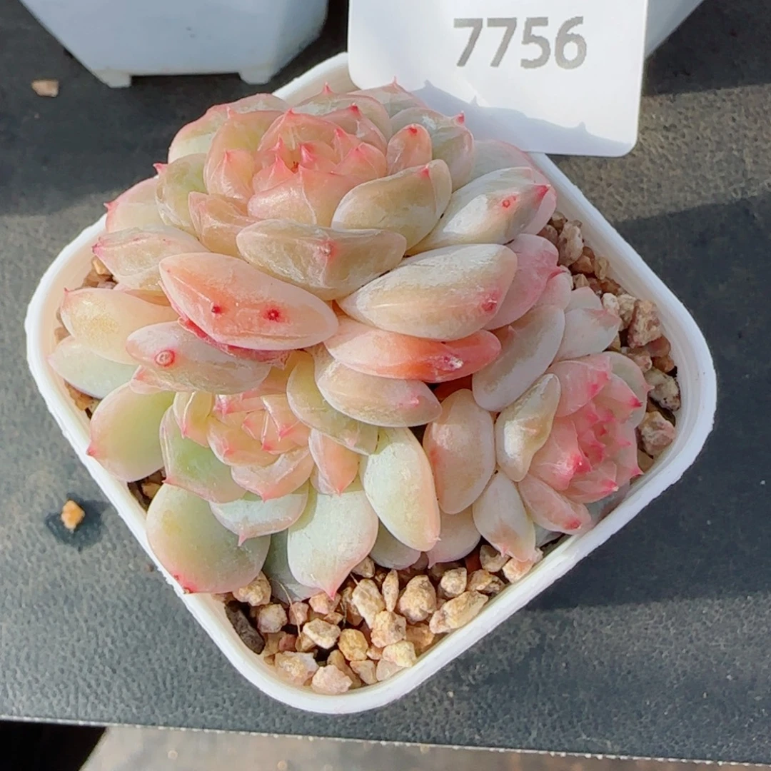 金盏珍妮群，7756多肉植物