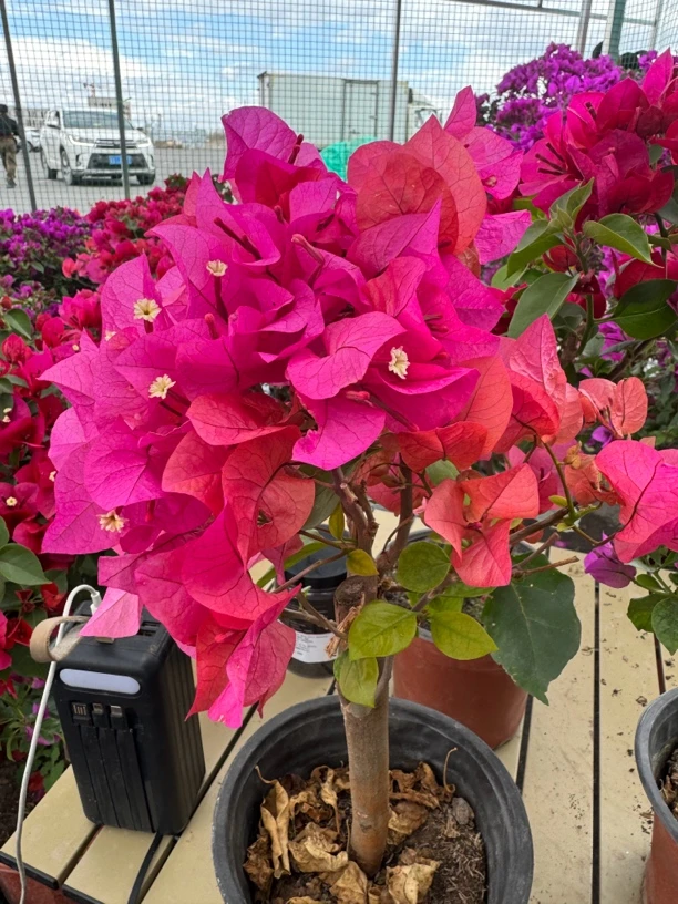 【新疆包邮】三角梅同安红盆栽大苗庭院阳台植物