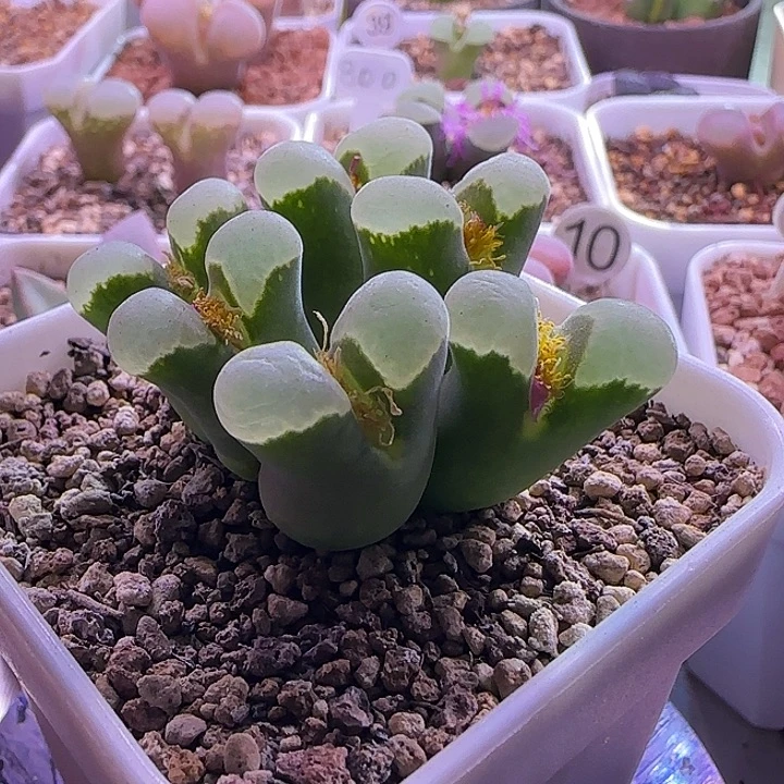 大型极窗母本群生优选