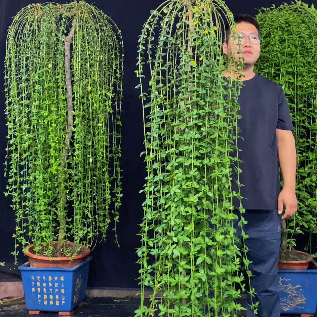 迎春花，一物一拍，