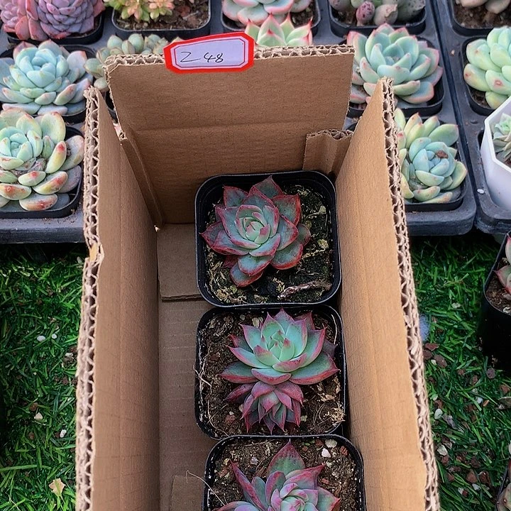 A248惊鸿仙子多肉