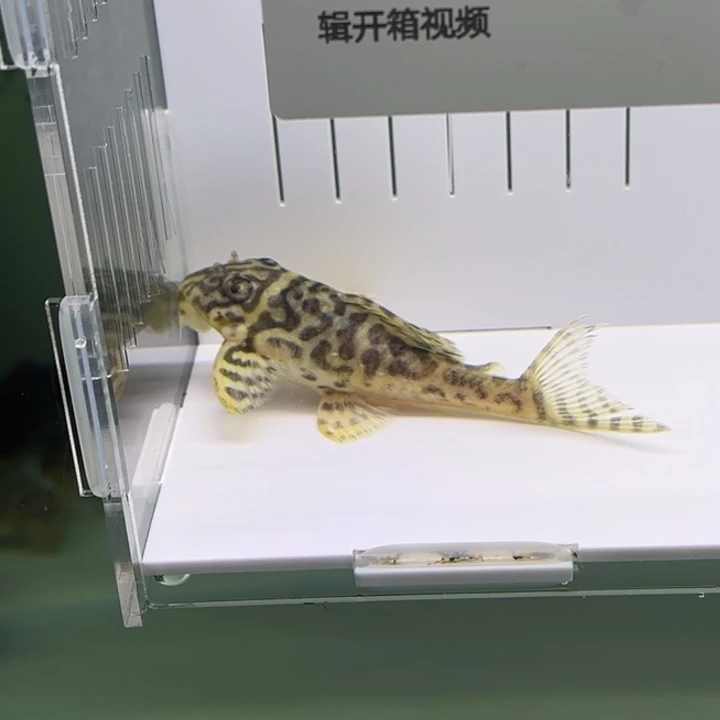 清道夫鱼A级皇后虎斑成体9cm左右