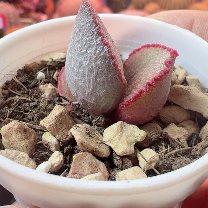 追*有的就行我是个好人也好