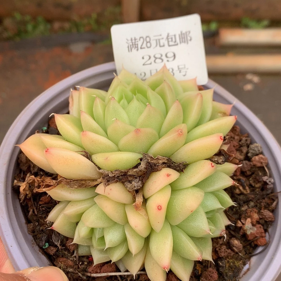 【闪购商品】云289号麦秆