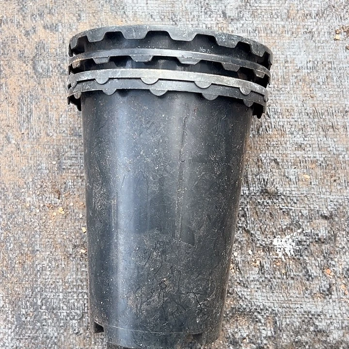 塑料口径14.5 高度16 黑花边一组10个