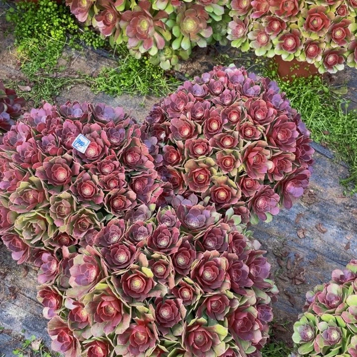 花758三颗，，，，，，