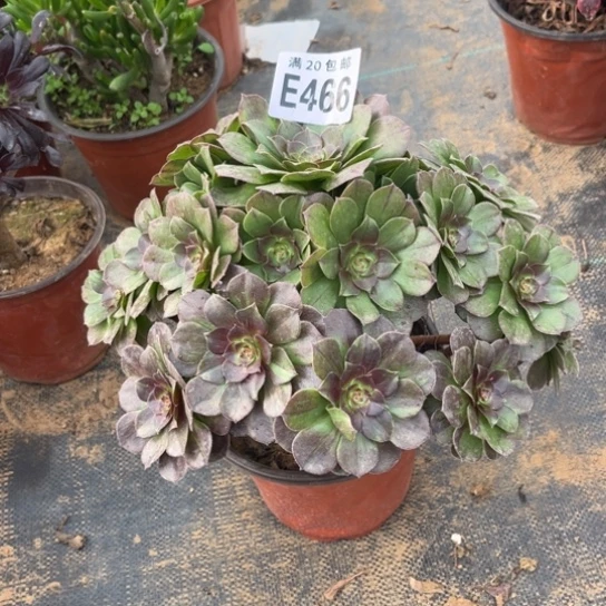 466花月夜不包断枝