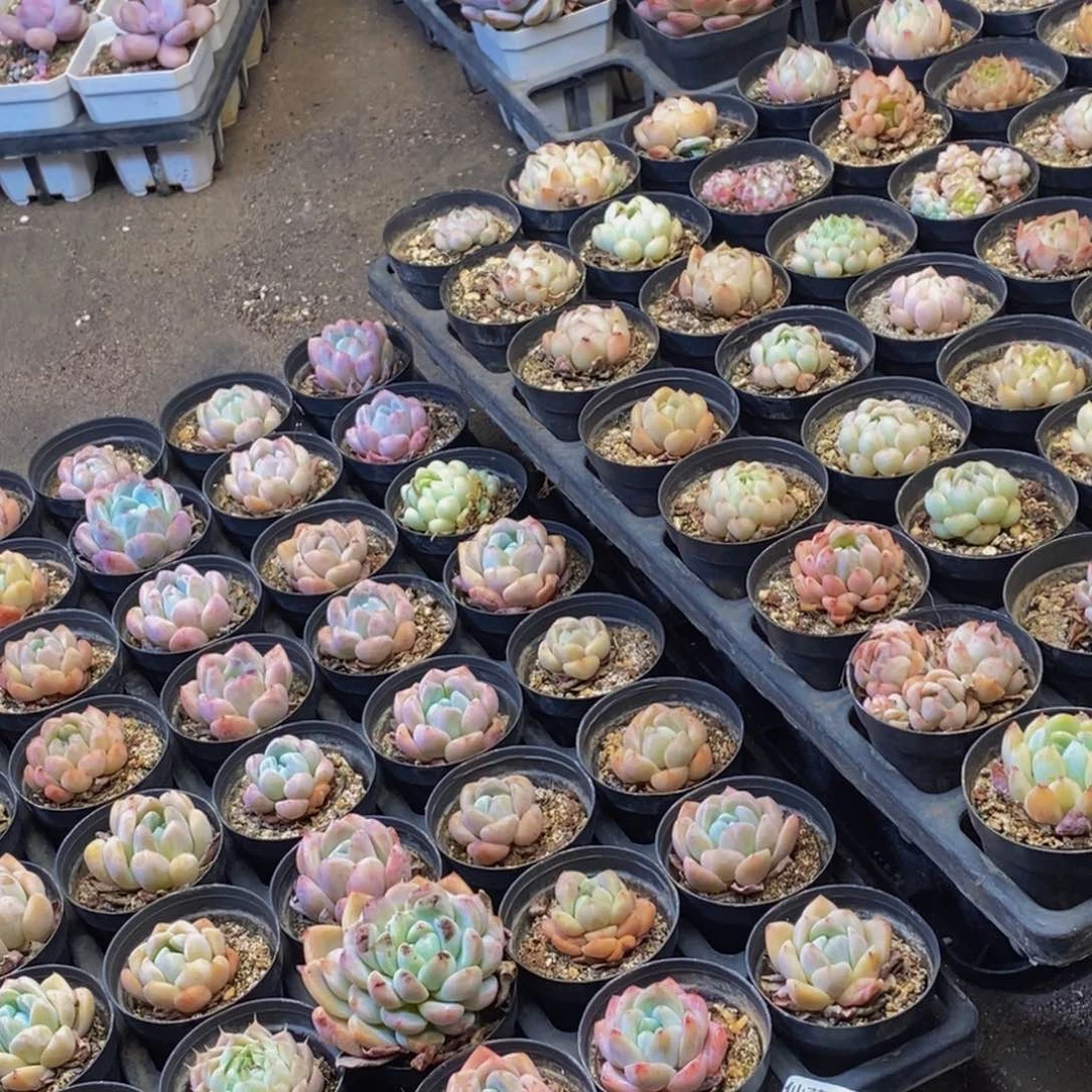 993脱土多肉植物保护研究所