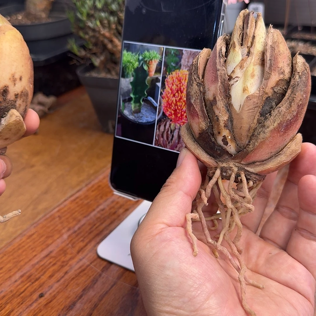 巨波叶血莲开花球