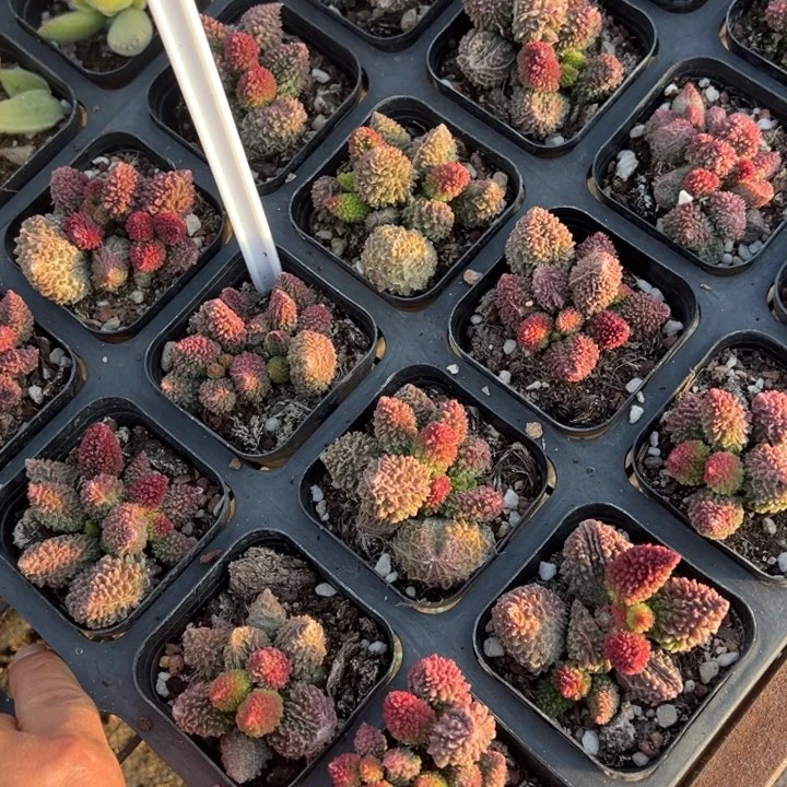 朱紫玉一颗量拍多肉满20包邮