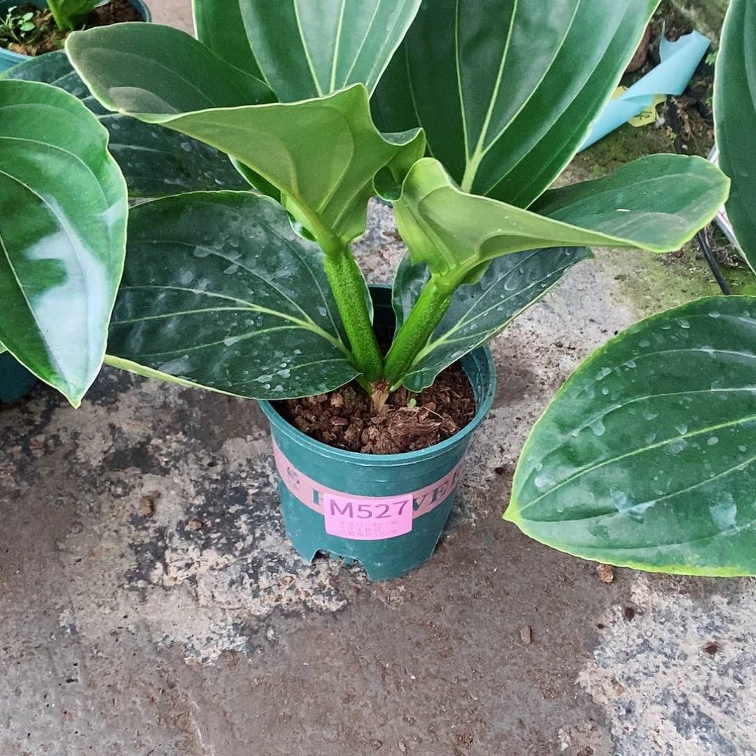 无花朵喜**生木本花卉527叶损