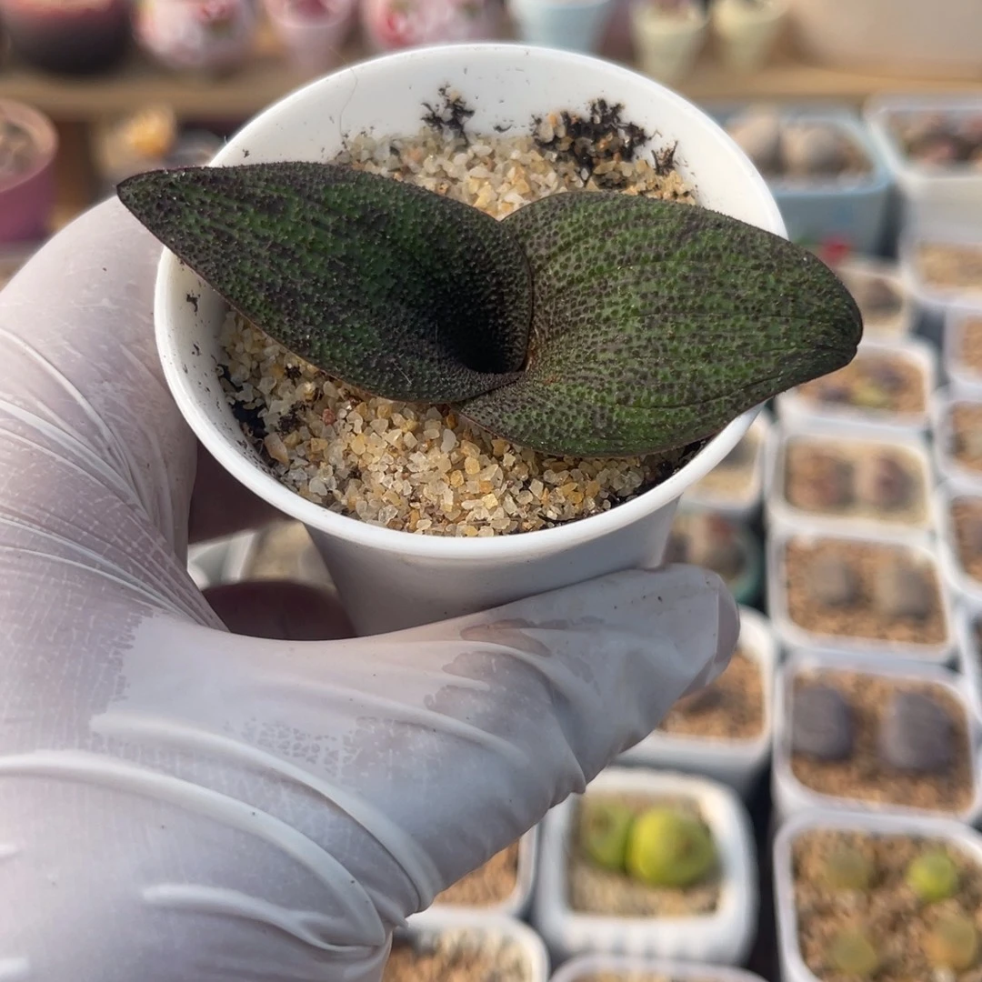 多肉植物一物一拍30