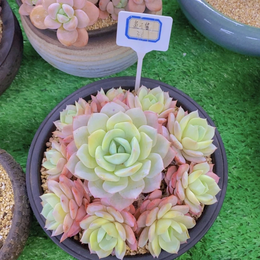 ༊***开心多肉植物多肉