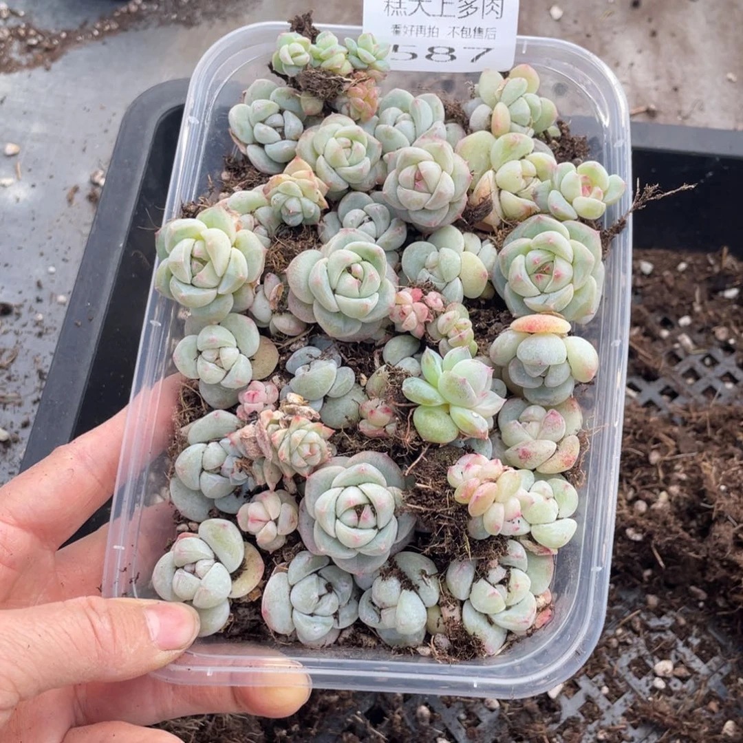 糕大上多肉植物587