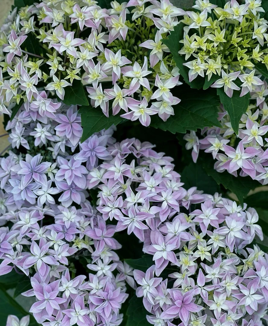 白日梦想花园-天书2加仑