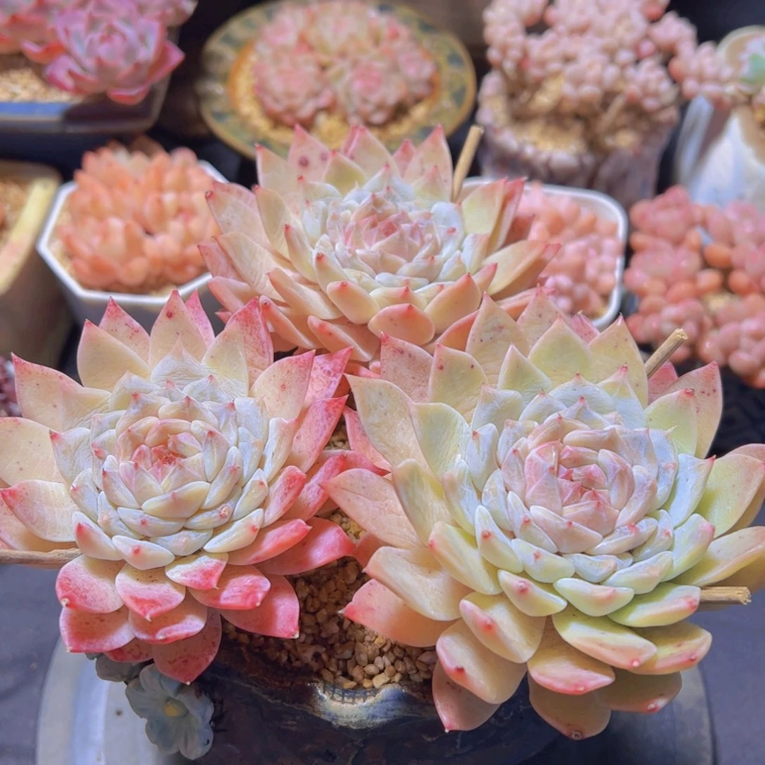 钟****馆紫罗兰琥珀，多肉植物，