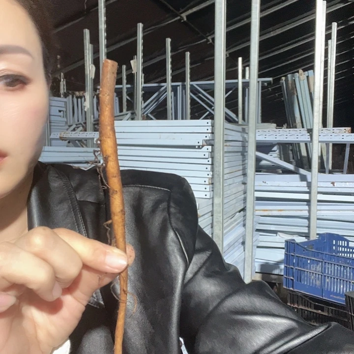 当前无花栽培后可以开花忠诚梦根