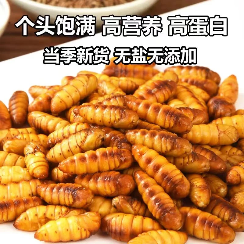 新鲜金丝蚕蛹鲜活冷冻商用烧烤特级山东特产农家桑蚕黄金蝉蛹直发