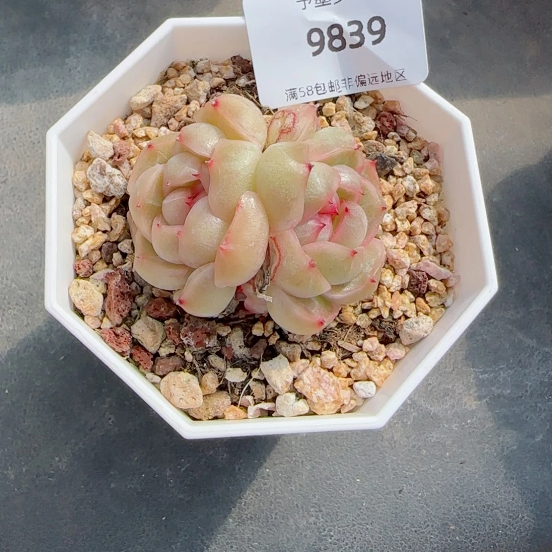 繁花，9839多肉植物