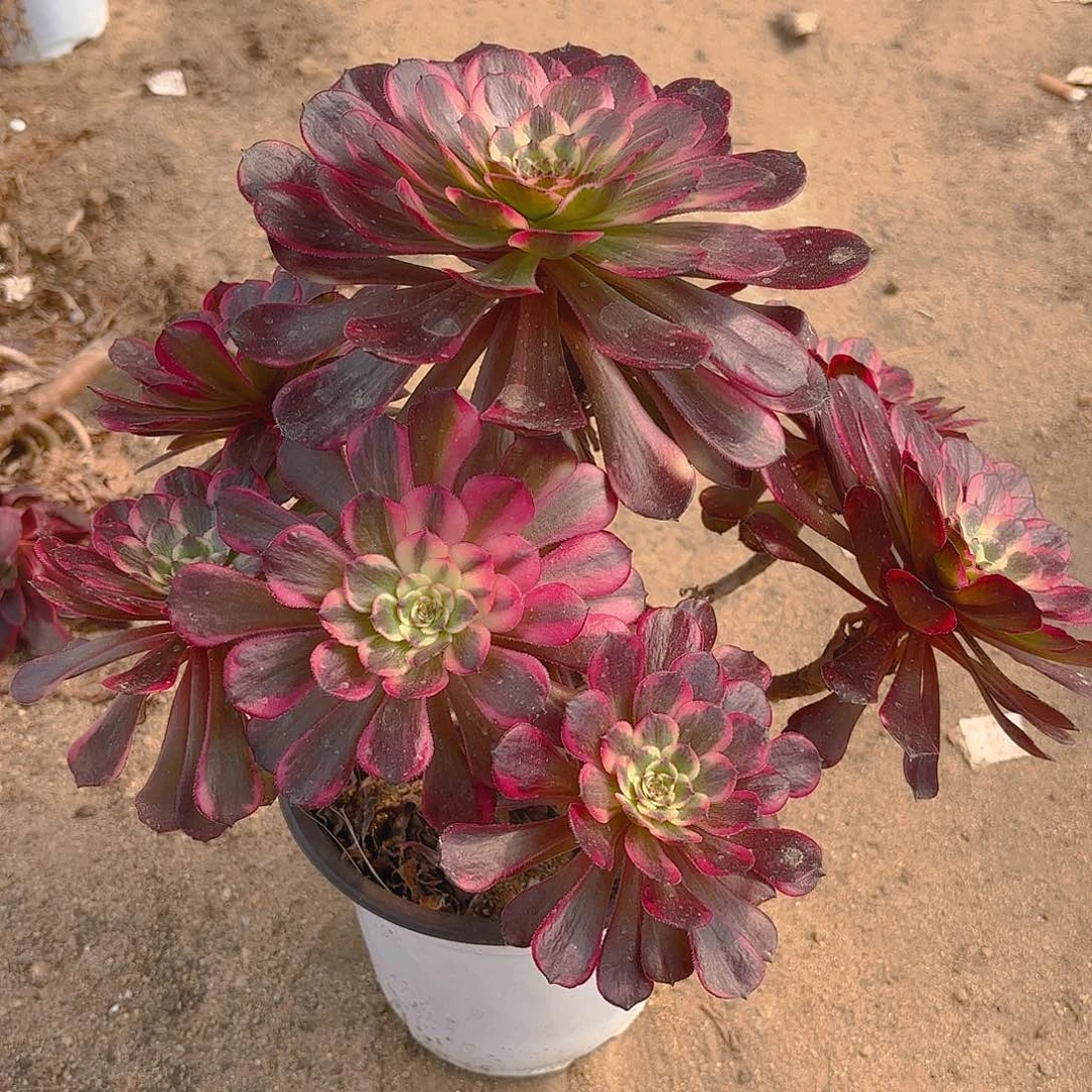 黑金刚多肉植物老庄