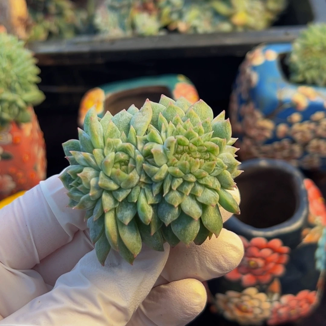 新年快乐 新年快乐 新年快乐