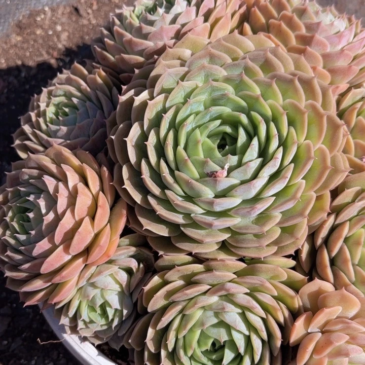大群生整桩昂斯诺