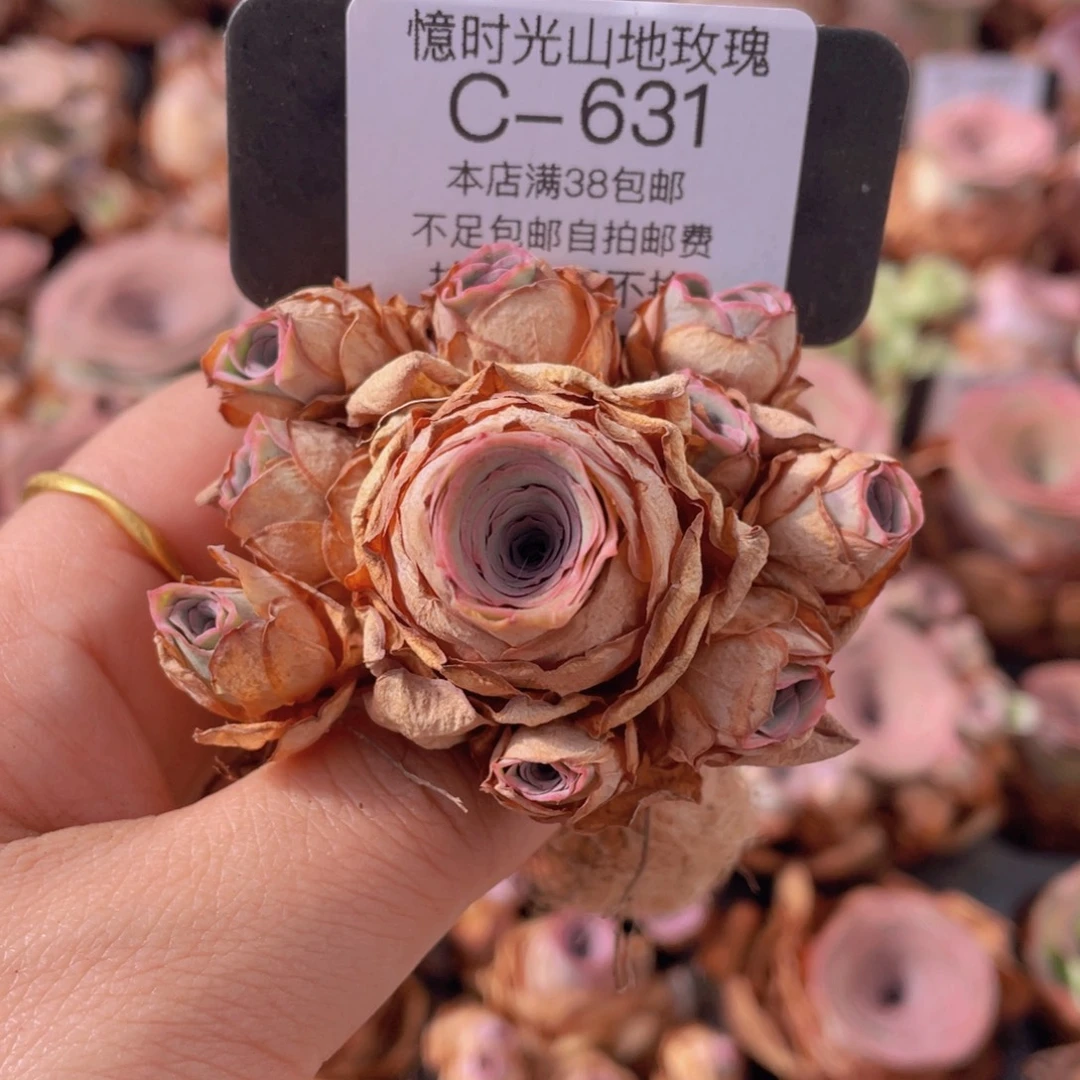 山地玫瑰C631裸根发货断枝不包损不售后