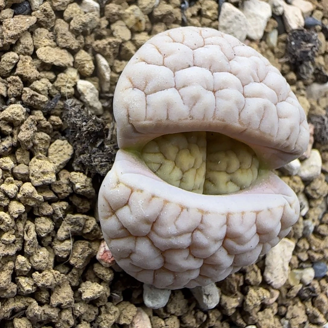 荒189福利大棚直播30包邮