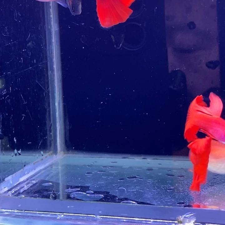 孔雀鱼紫麟血红2对