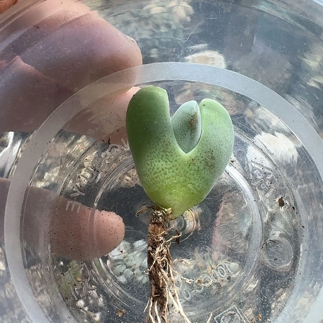 烦***头795神风玉脱土