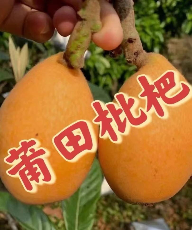 莆田枇杷书峰软糯多汁