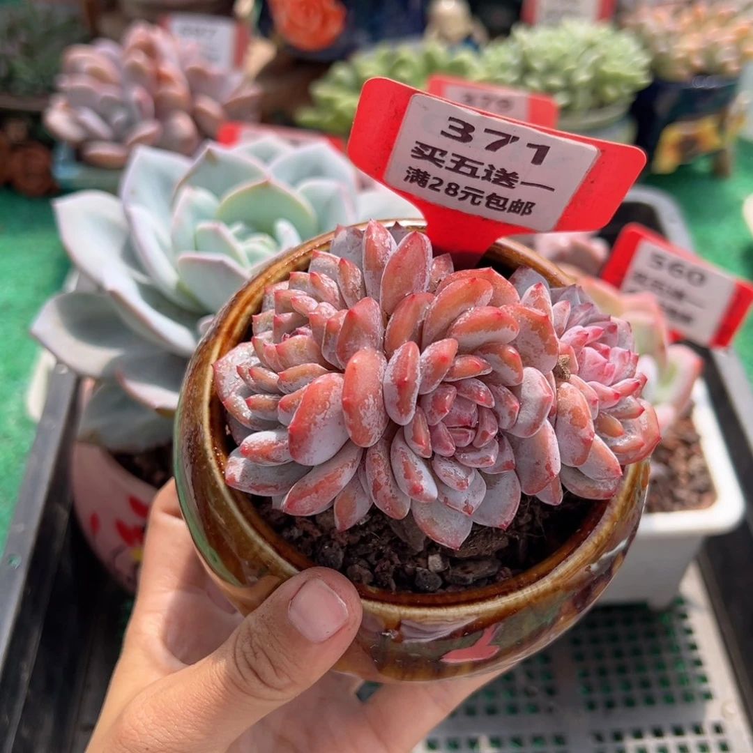 表妹精品多肉植物371.