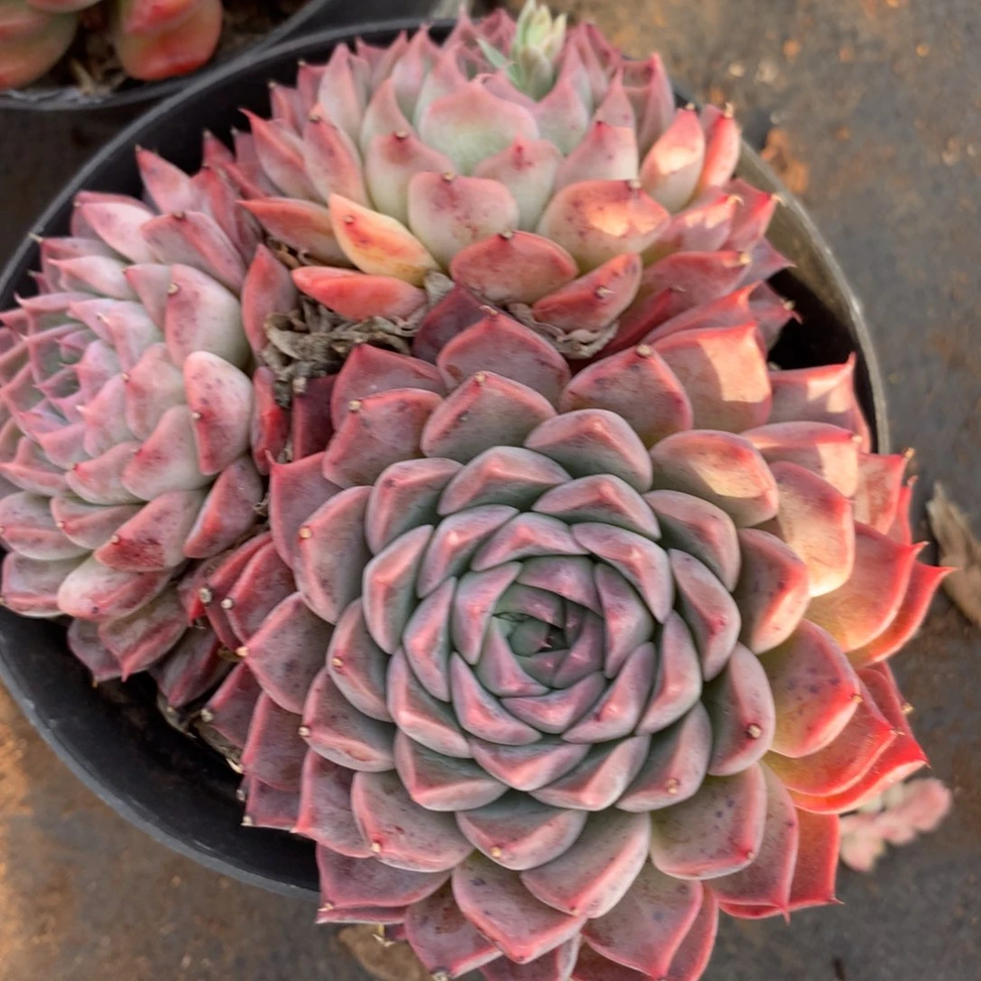 6102杂交多肉植物