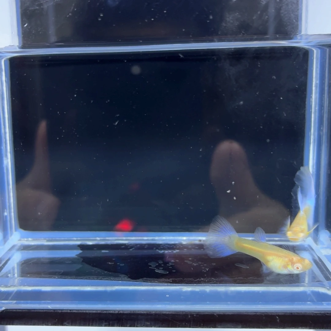 孔雀鱼紫白鸥翼一对（25）