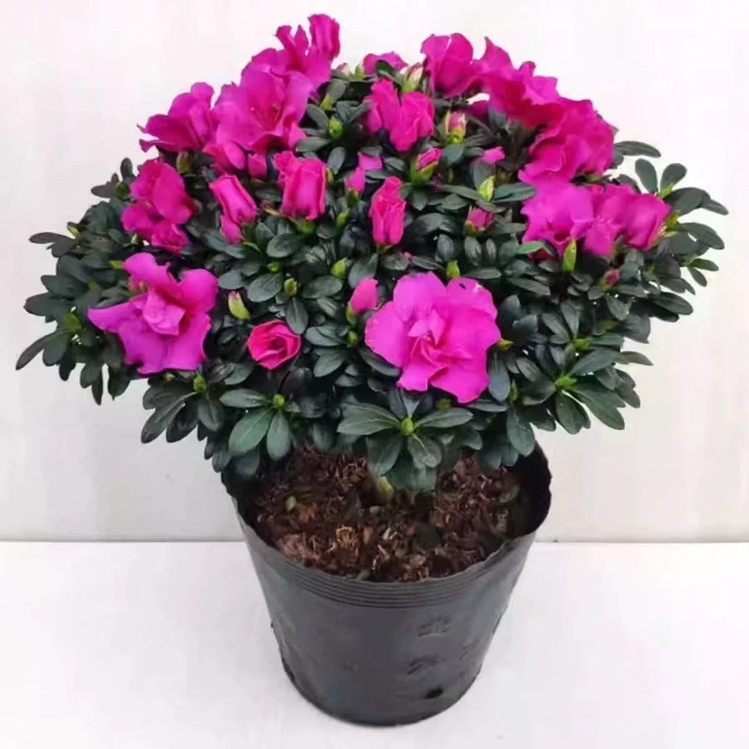 紫气东来带花苞原土】杜鹃花苗盆栽花卉植物室内外客厅阳台