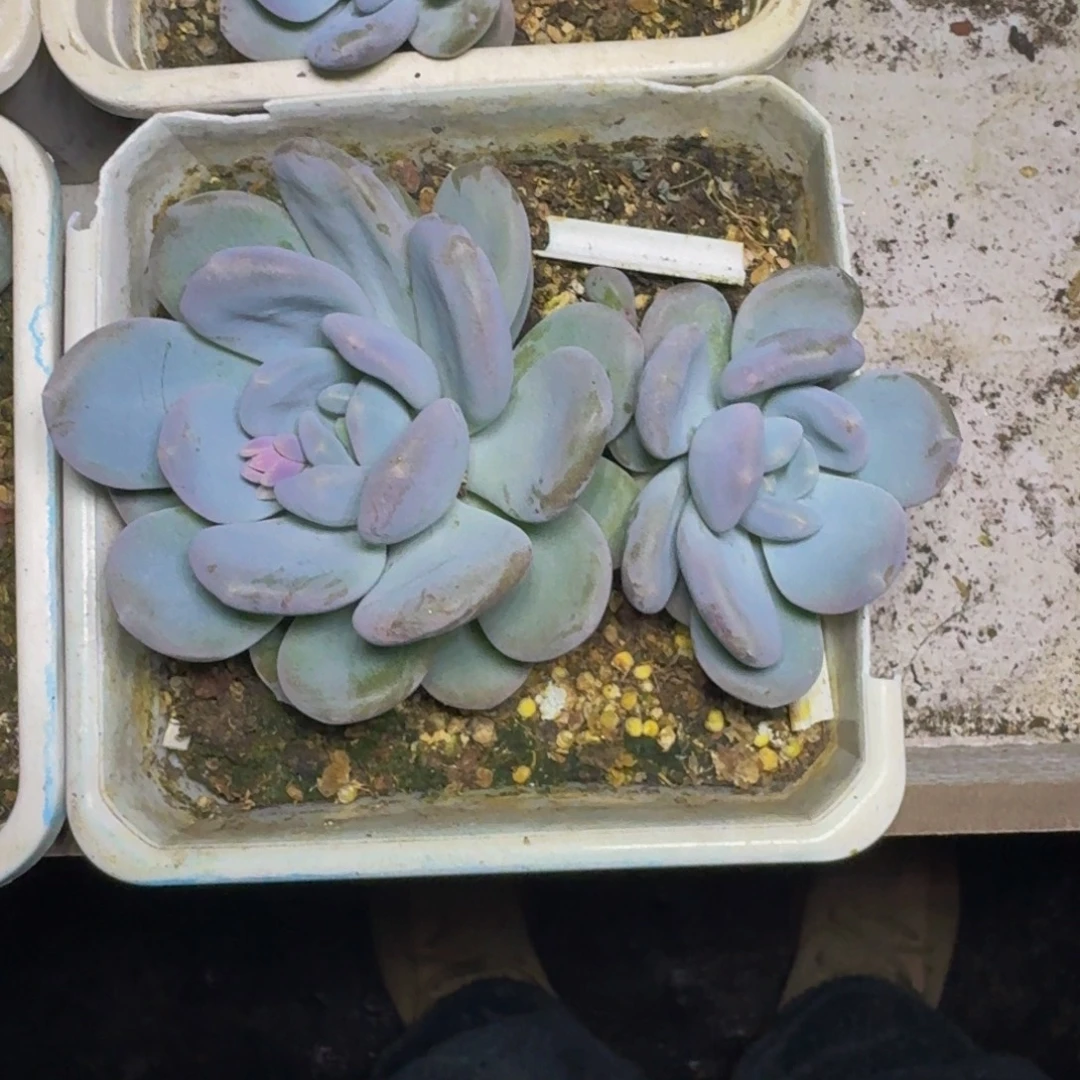 米雪奶 双头 一物一拍