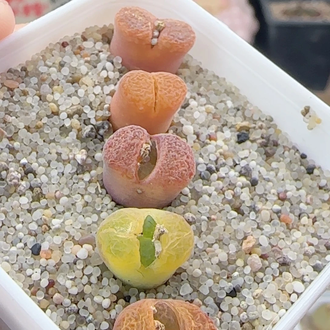 2.26.19/荧光色小风铃/