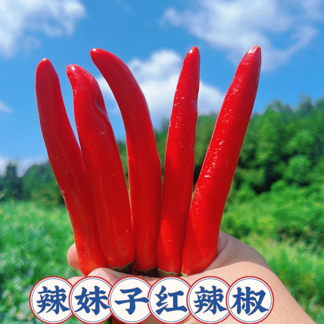 【辣妹子红辣椒】新鲜现摘露天富硒笨尖椒（可做泡椒、剁辣椒）