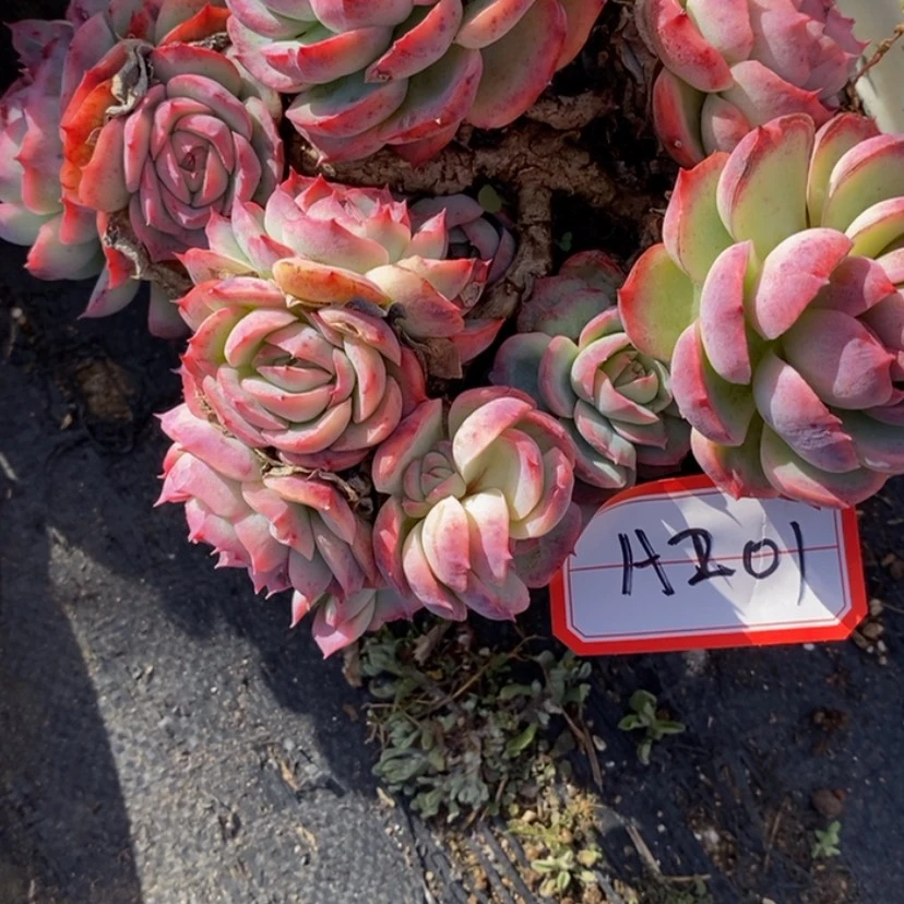 【闪购商品】?***葱多肉植物