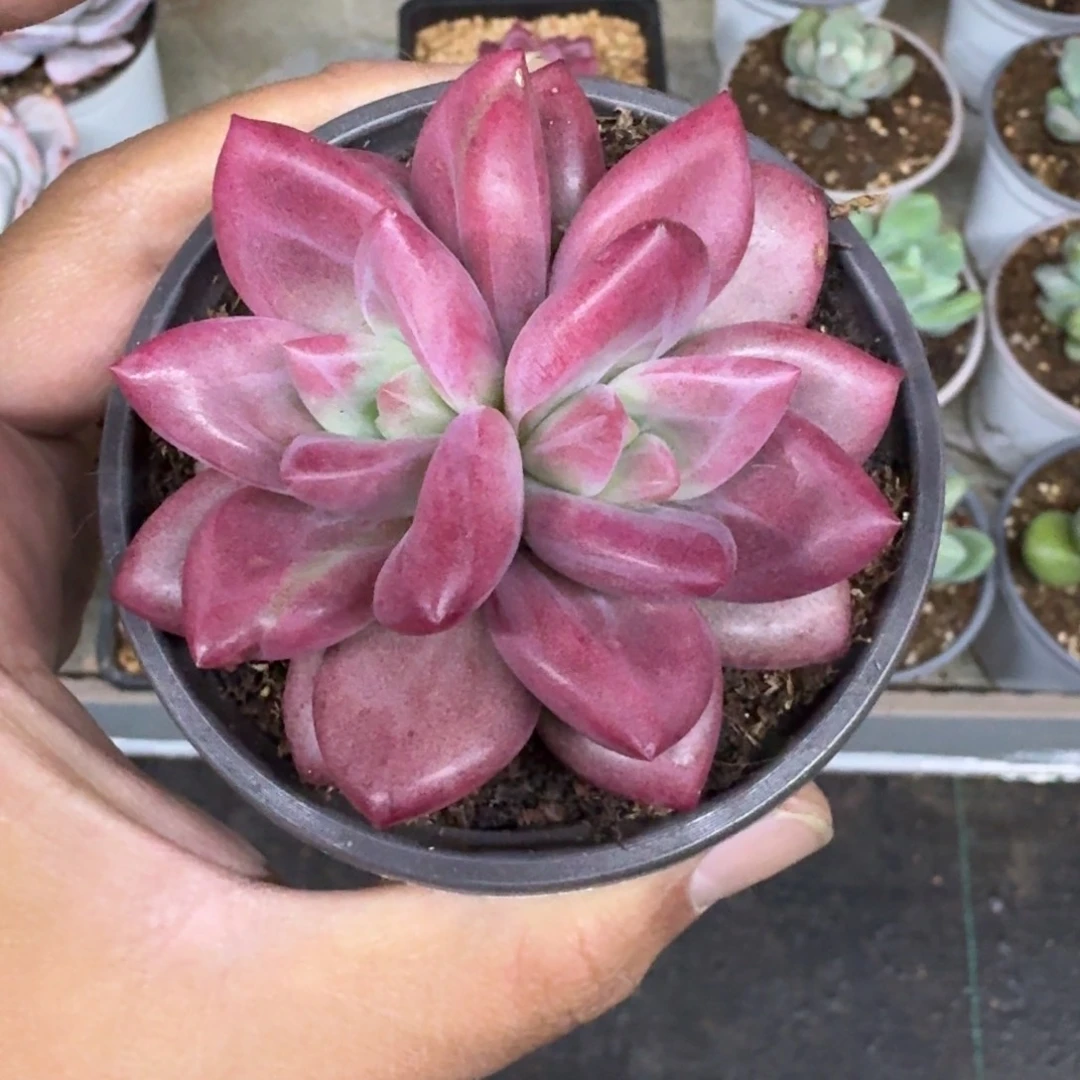 赫菲斯托 双头 一物一拍