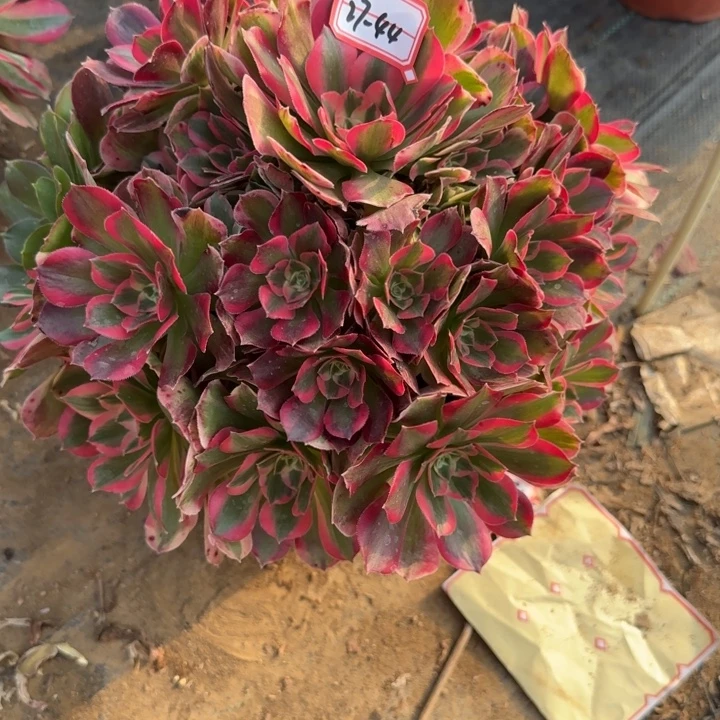 27-44女妖多肉不包售后