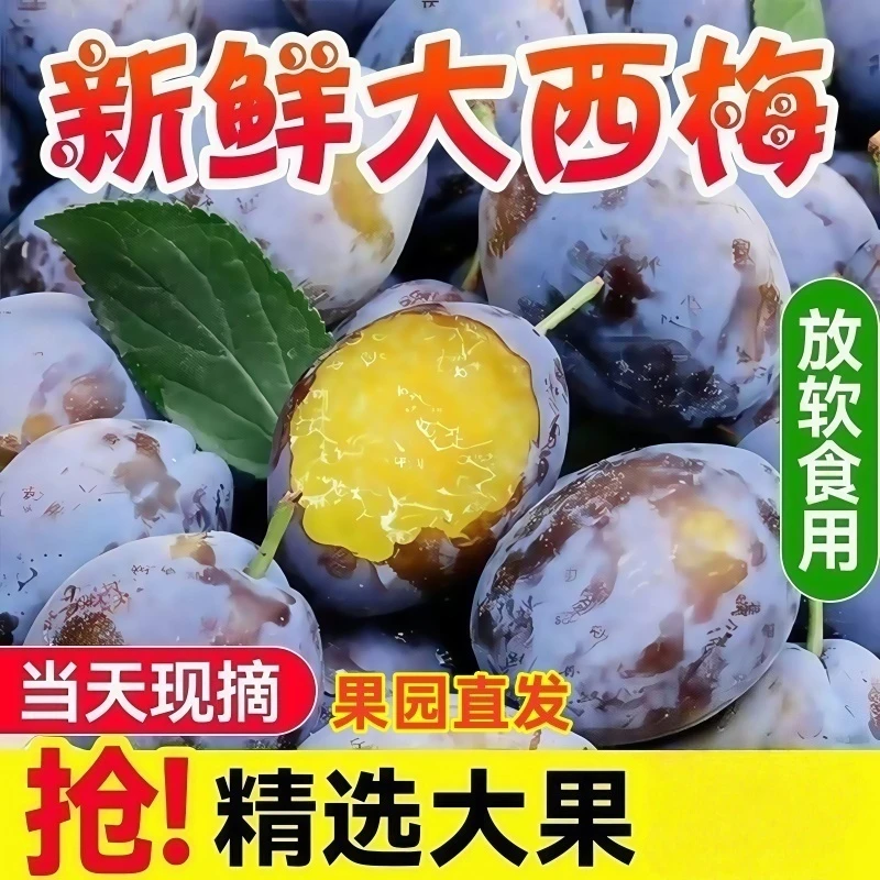 【新鲜】大西梅当季新鲜西梅现摘香甜多汁西梅当季水果产地直发