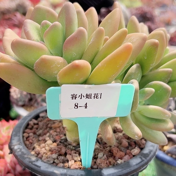 8.4南果奶一个脱土