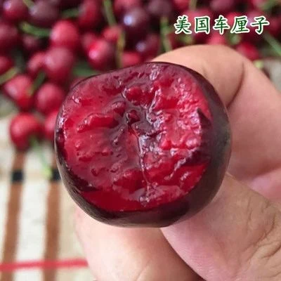 嫁接美国樱桃车厘子树苗当年结果盆栽室内南北方种植果树大樱桃树