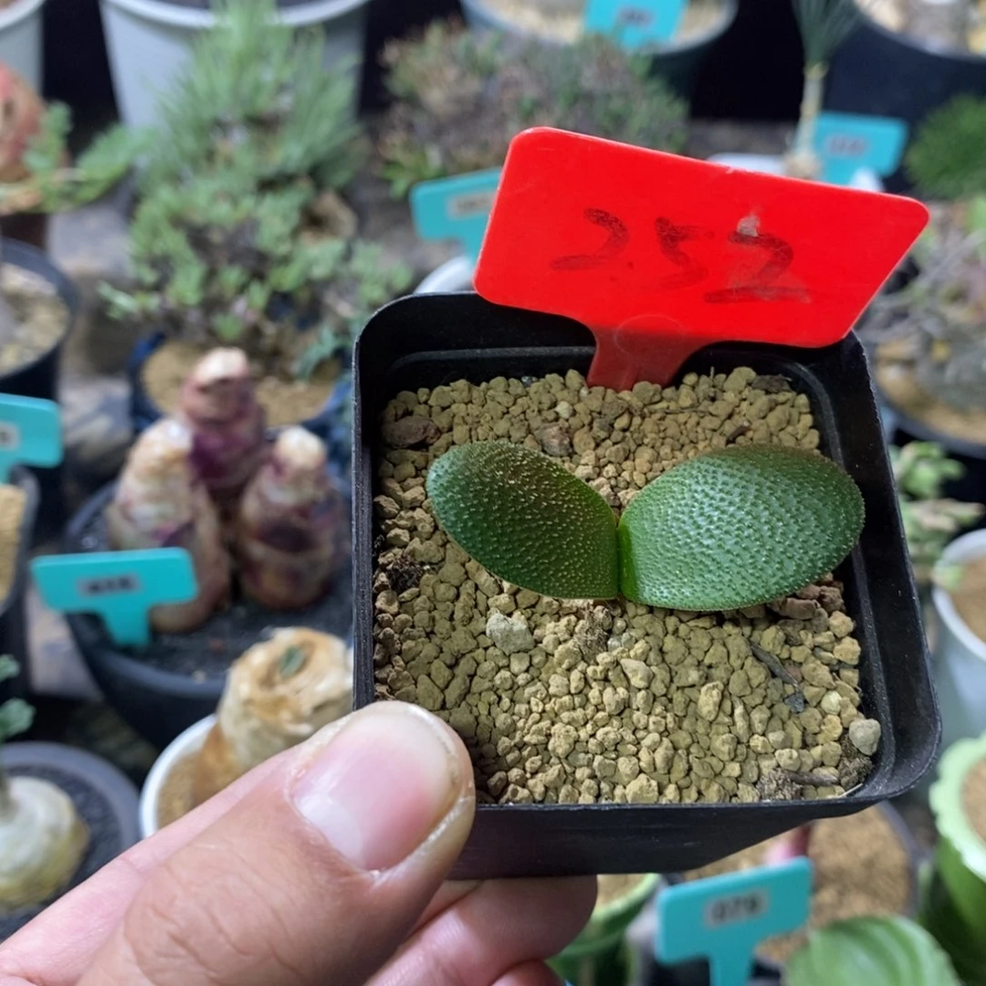 钢挫灯台百合一个